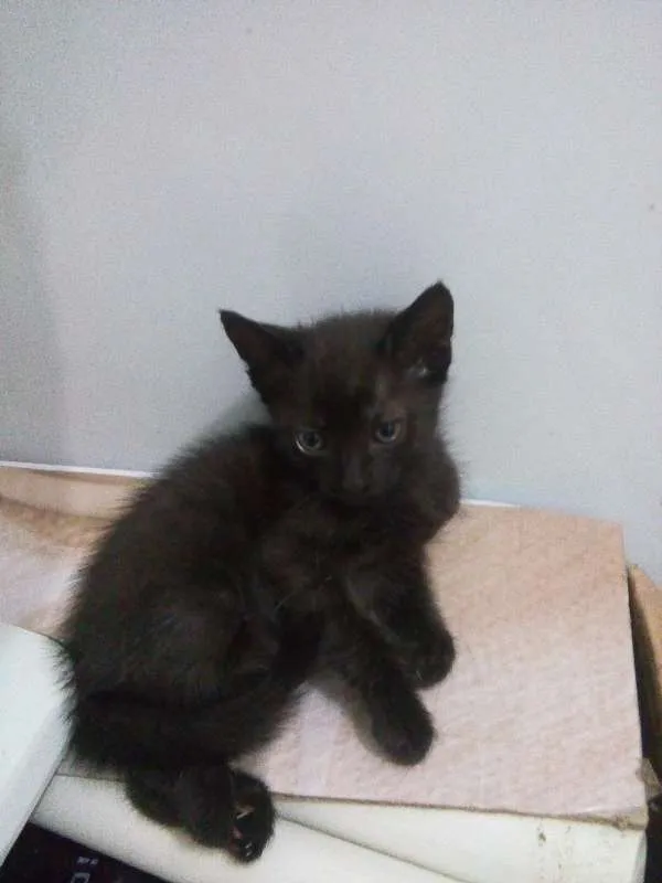 Gato raça Sem raça definida idade 2 a 6 meses nome Não têm nome