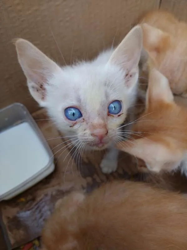Gato raça não sei idade Abaixo de 2 meses nome Ainda Não Tem Nome 