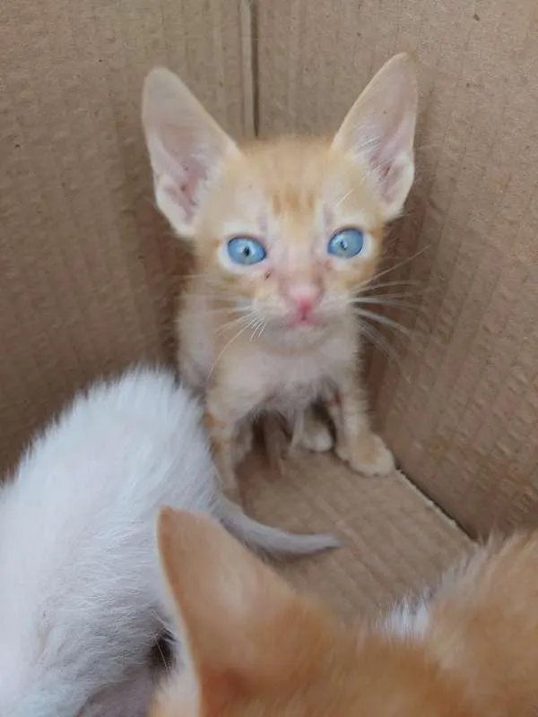 Gato raça não sei idade Abaixo de 2 meses nome Ainda Não Tem Nome 