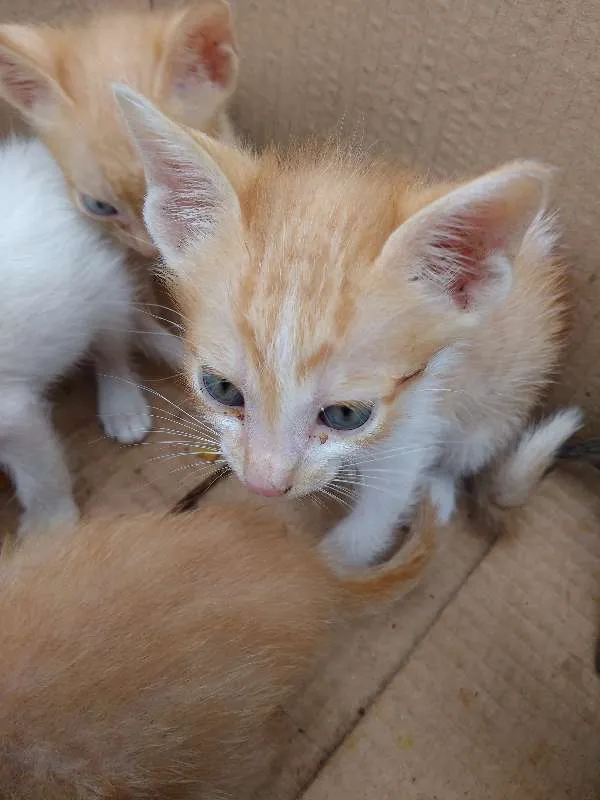 Gato raça não sei idade Abaixo de 2 meses nome Ainda Não Tem Nome 