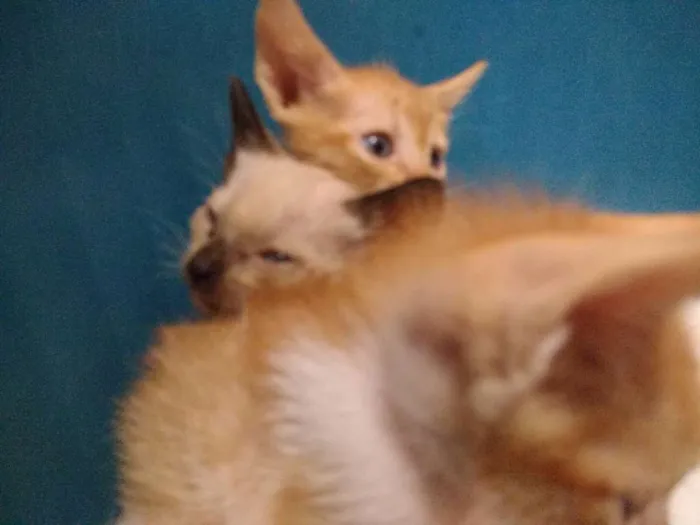 Gato raça não sei idade Abaixo de 2 meses nome Ainda Não Tem Nome 