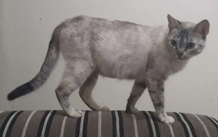 Gato raça  idade 1 ano nome Não tem nome