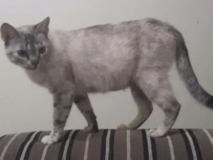 Gato raça  idade 1 ano nome Não tem nome