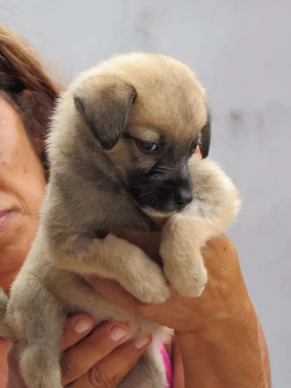Cachorro ra a SRD idade Abaixo de 2 meses nome CECI