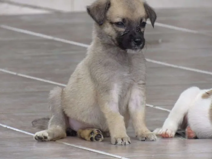 Cachorro ra a SRD idade Abaixo de 2 meses nome CECI