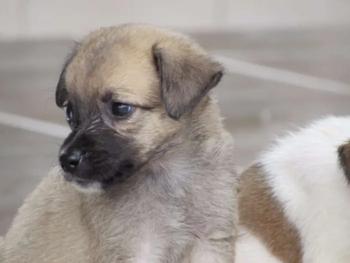 Cachorro ra a SRD idade Abaixo de 2 meses nome CECI