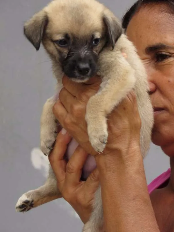 Cachorro ra a SRD idade Abaixo de 2 meses nome CECI