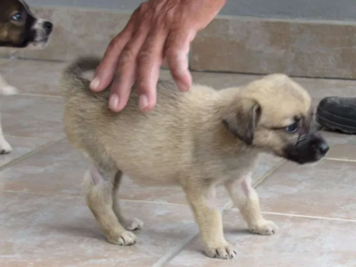 Cachorro ra a SRD idade Abaixo de 2 meses nome CECI