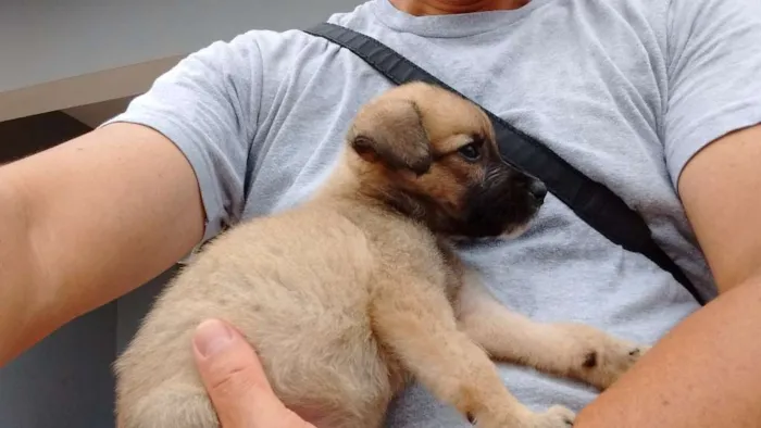 Cachorro ra a SRD idade Abaixo de 2 meses nome CECI