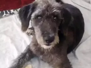 Cachorro raça SRD idade 7 a 11 meses nome Provisório Fred