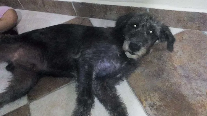 Cachorro ra a SRD idade 7 a 11 meses nome Provisório Fred