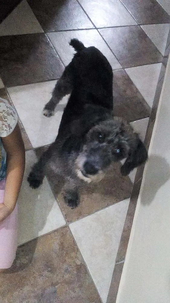 Cachorro ra a SRD idade 7 a 11 meses nome Provisório Fred