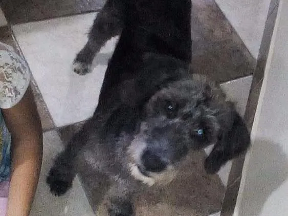 Cachorro ra a SRD idade 7 a 11 meses nome Provisório Fred