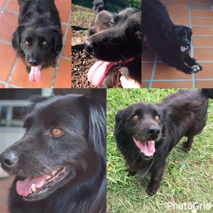 Cachorro ra a Vira lata idade 6 ou mais anos nome Astro