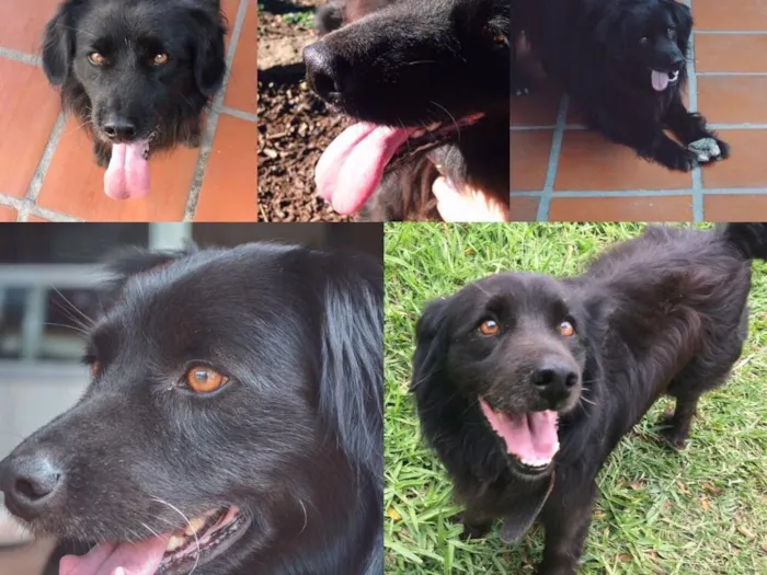 Cachorro ra a Vira lata idade 6 ou mais anos nome Astro