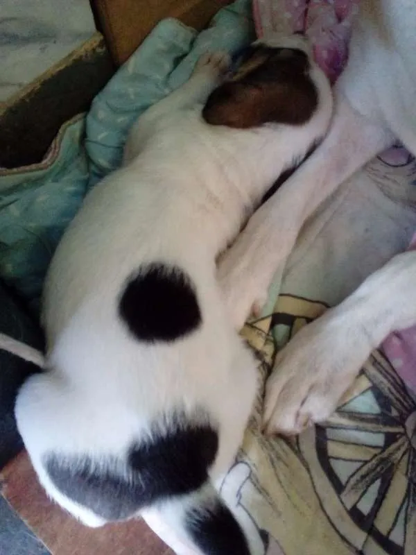 Cachorro raça Indefinida idade Abaixo de 2 meses nome Vários filhotes