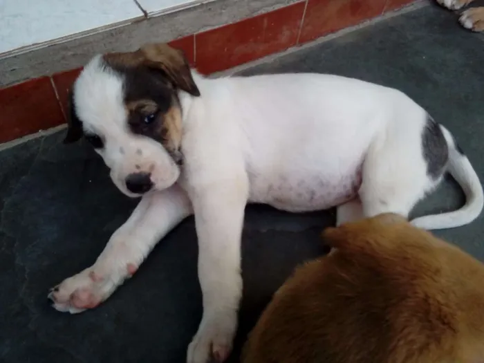 Cachorro raça Indefinida idade Abaixo de 2 meses nome Vários filhotes