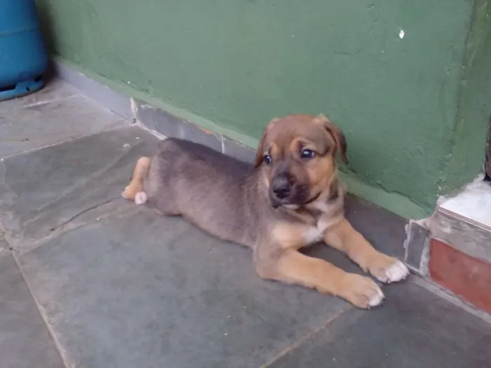 Cachorro raça Indefinida idade Abaixo de 2 meses nome Vários filhotes