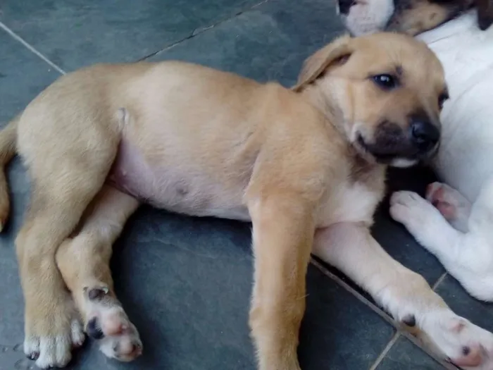 Cachorro raça Indefinida idade Abaixo de 2 meses nome Vários filhotes