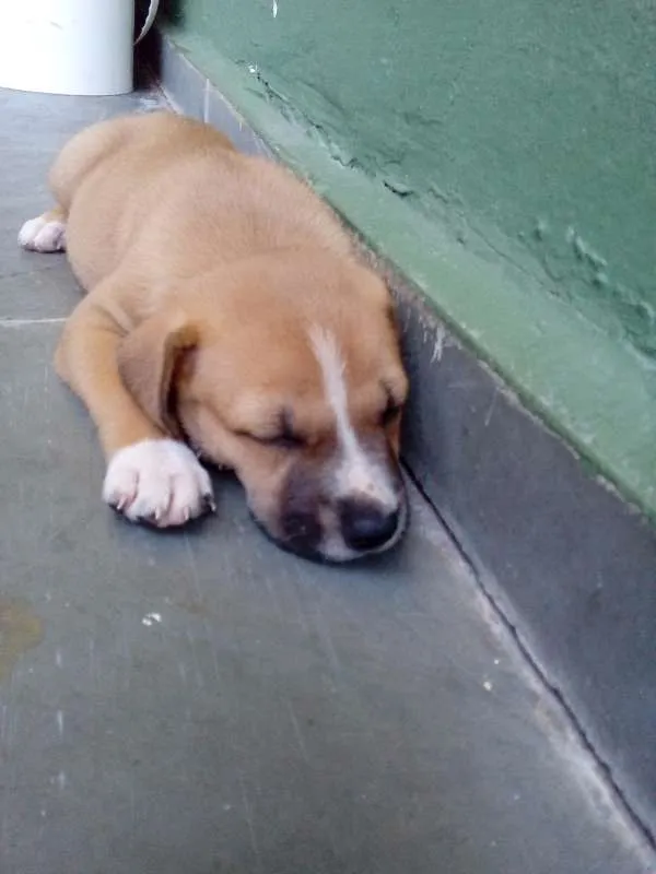 Cachorro raça Indefinida idade Abaixo de 2 meses nome Vários filhotes
