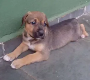 Cachorro raça Indefinida idade Abaixo de 2 meses nome Vários filhotes