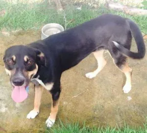 Cachorro raça Street dog (indefinido)  idade 2 a 6 meses nome Garry 