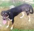 Cachorro raça Street dog (indefinido)  idade 2 a 6 meses nome Garry 