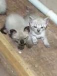 Lindos gatinhos