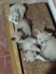 Lindos gatinhos