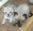 Lindos gatinhos