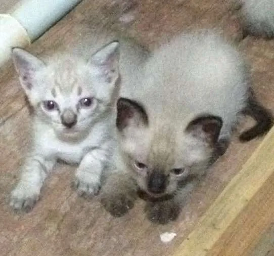 Gato ra a SRD idade Abaixo de 2 meses nome Lindos gatinhos