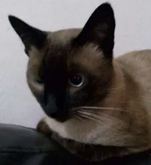 Gato raça Viralata idade 1 ano nome Tuco