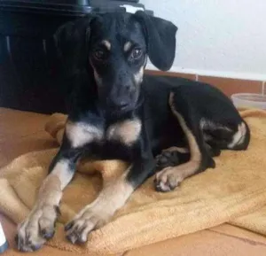 Cachorro raça Vira Lata idade 2 a 6 meses nome Não tem