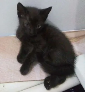 Gato raça Sem raça definida idade 2 a 6 meses nome Não têm nome