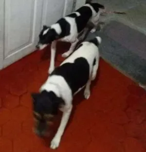 Cachorro raça Viralata idade 1 ano nome Nina