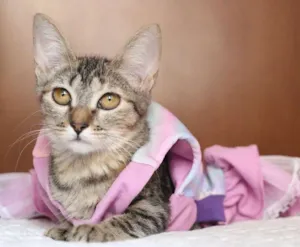 Gato raça SRD idade 7 a 11 meses nome TIGRINHA
