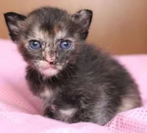 Gato raça SRD idade Abaixo de 2 meses nome OLÍVIA