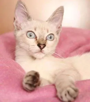 Gato raça SRD idade 2 a 6 meses nome FRIDA