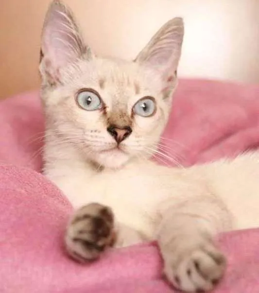 Gato ra a SRD idade 2 a 6 meses nome FRIDA