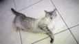 Mistie