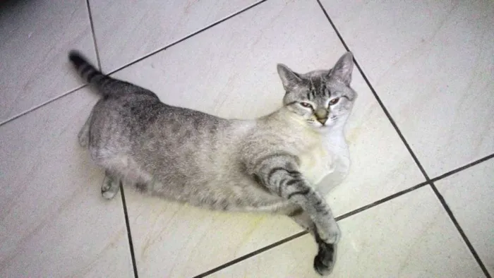Gato raça Indefinida idade 1 ano nome Mistie