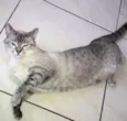 Mistie