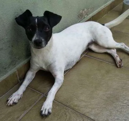 Cachorro ra a SRD idade 3 anos nome Vivi