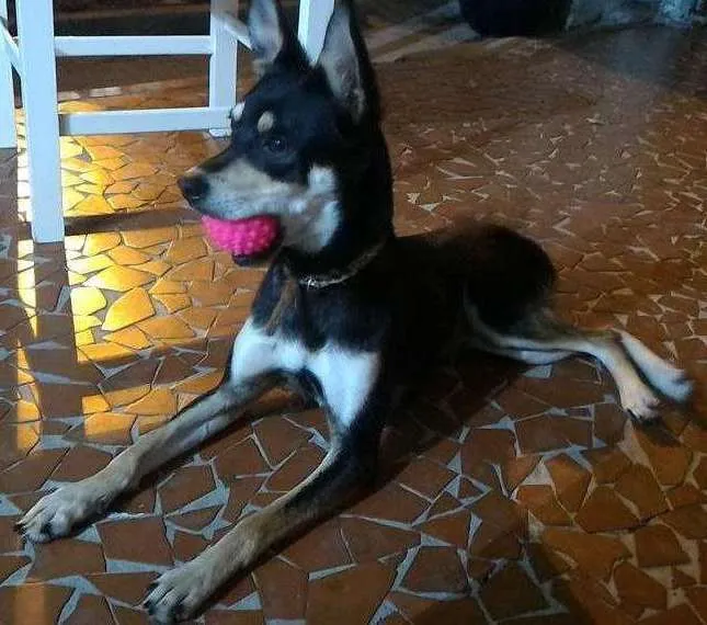 Cachorro ra a Vira lata idade 2 anos nome Niki
