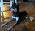 Niki