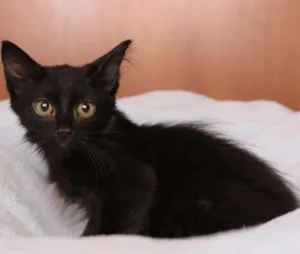 Gato raça SRD idade 2 a 6 meses nome MAX
