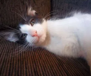 Gato raça Indefinida idade 2 a 6 meses nome Mingau