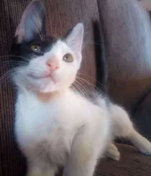 Gato raça Indefinida idade 2 a 6 meses nome Pirata