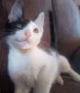 Pirata
