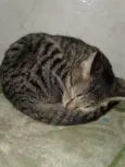 TATÁ